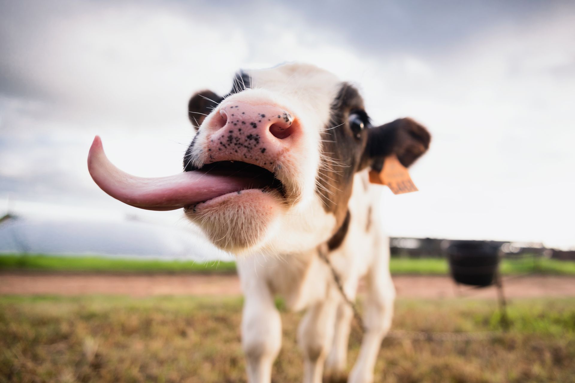 Kalb, das in die Kamera guckt