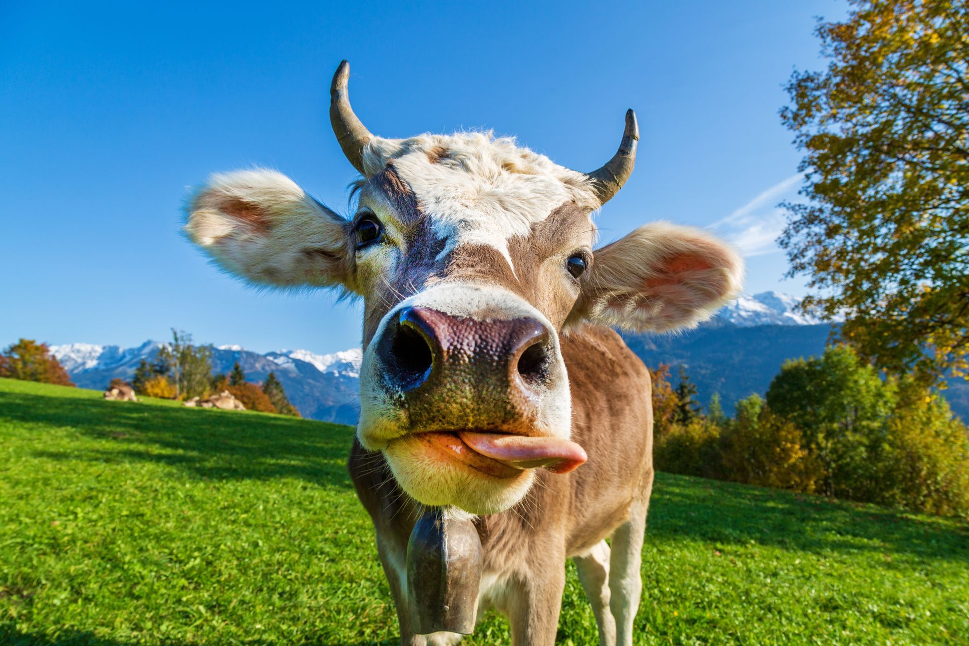 Kuh mit herausgestreckter Zunge