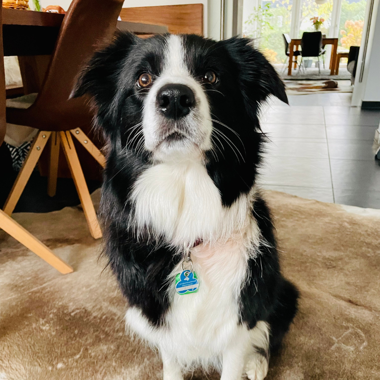 Bordercollie Hund Chilli