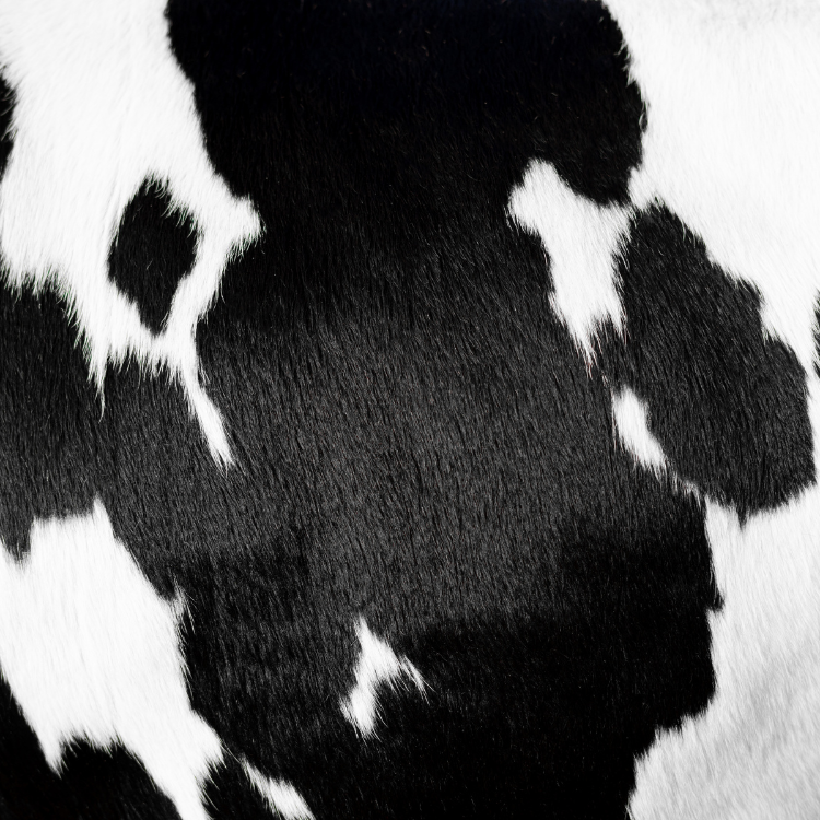 Bild Hund mit Maske in rot