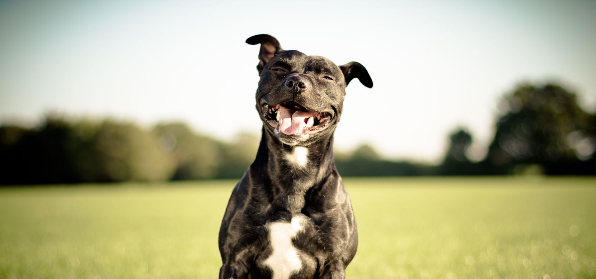 Hilfe für Tiere - Unsere Überzeugung! Hilfe für Tiere - Unsere Überzeugung!