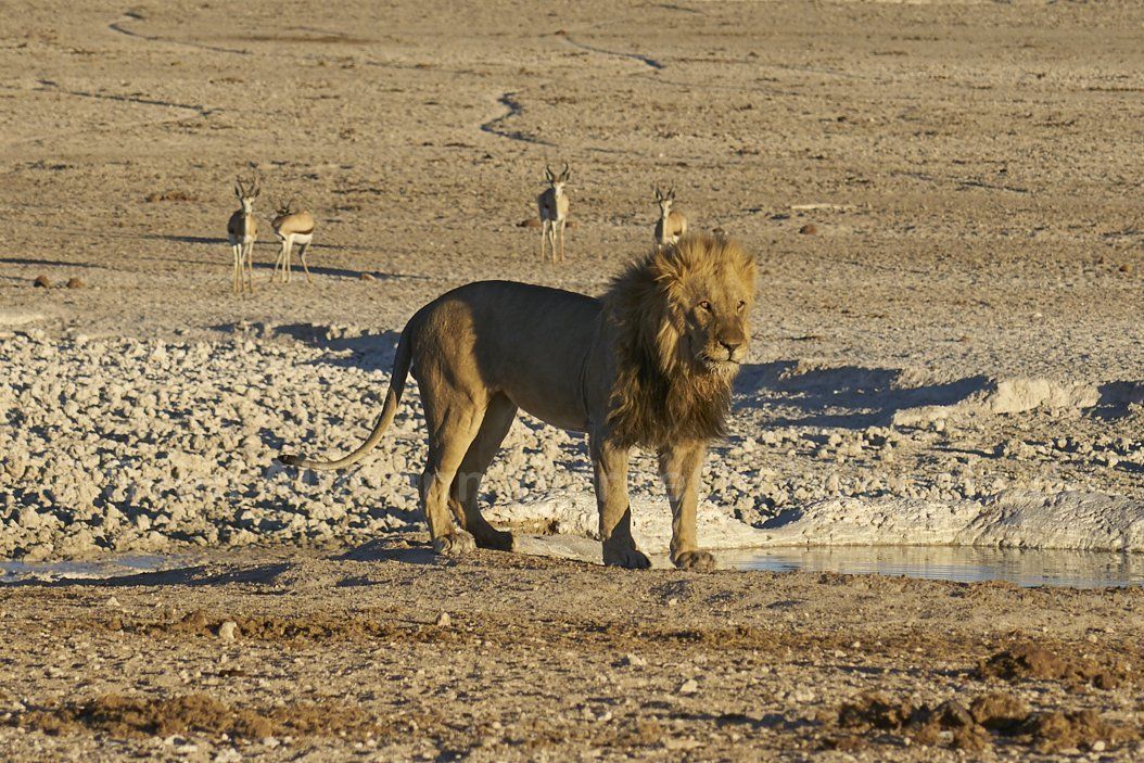 Klicken für Vorschau Namibia Etosha-Lion