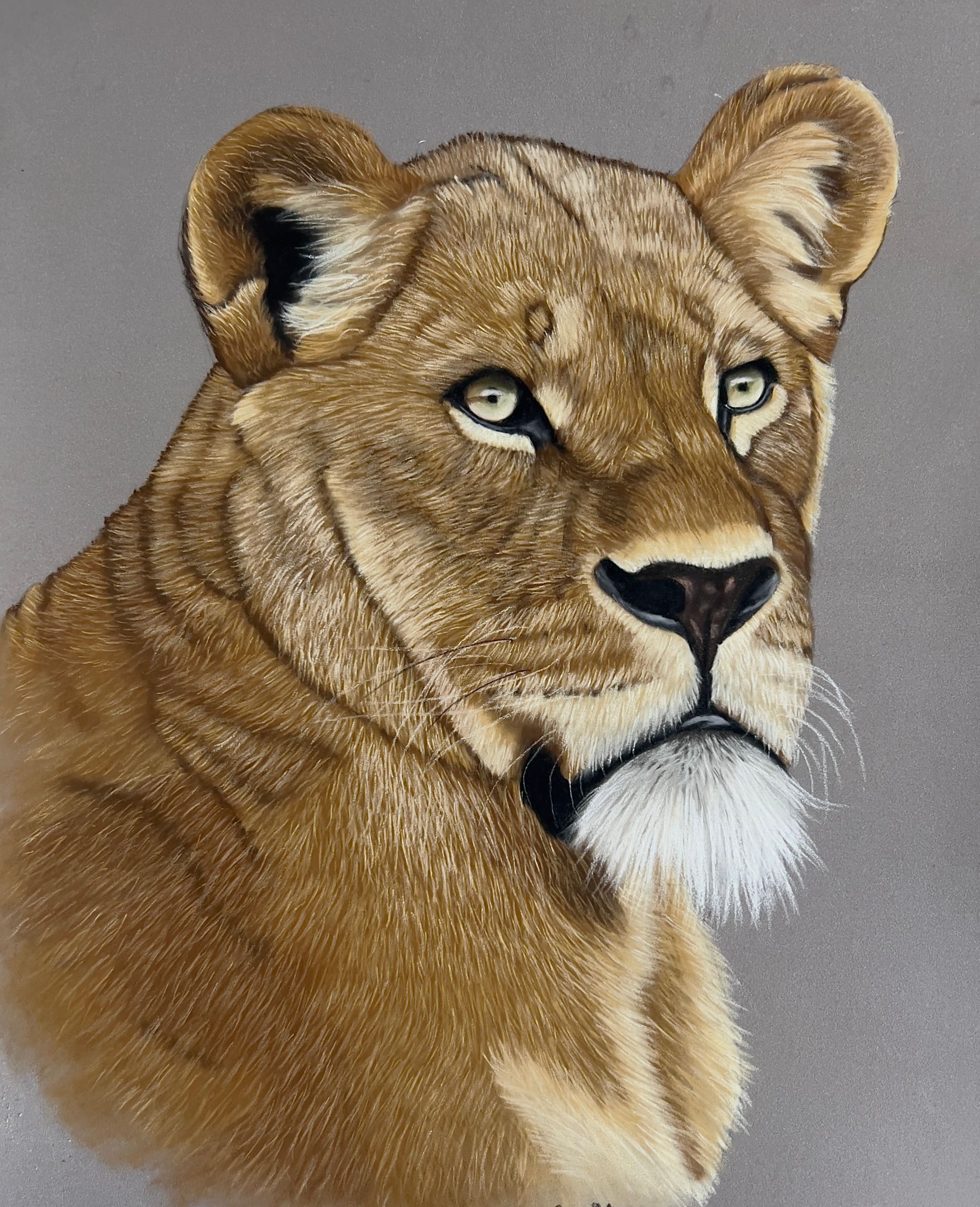 Apprendre à dessiner une lionne au pastel sec