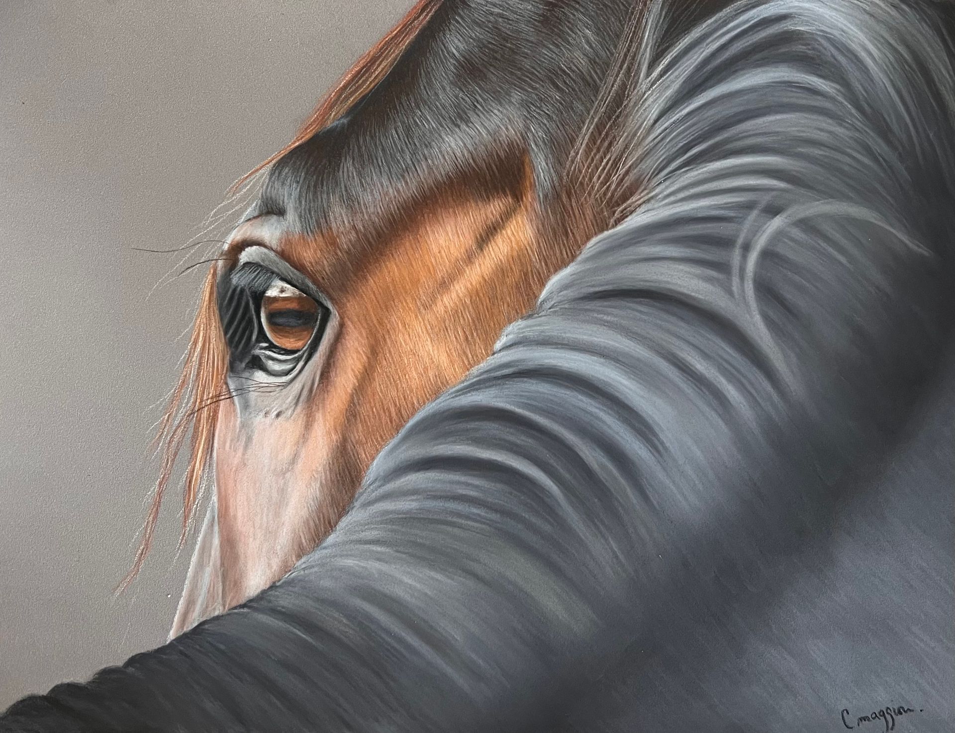 Apprendre à dessiner un cheval gris  au pastel sec Apprendre à dessiner un cheval gris  au pastel sec