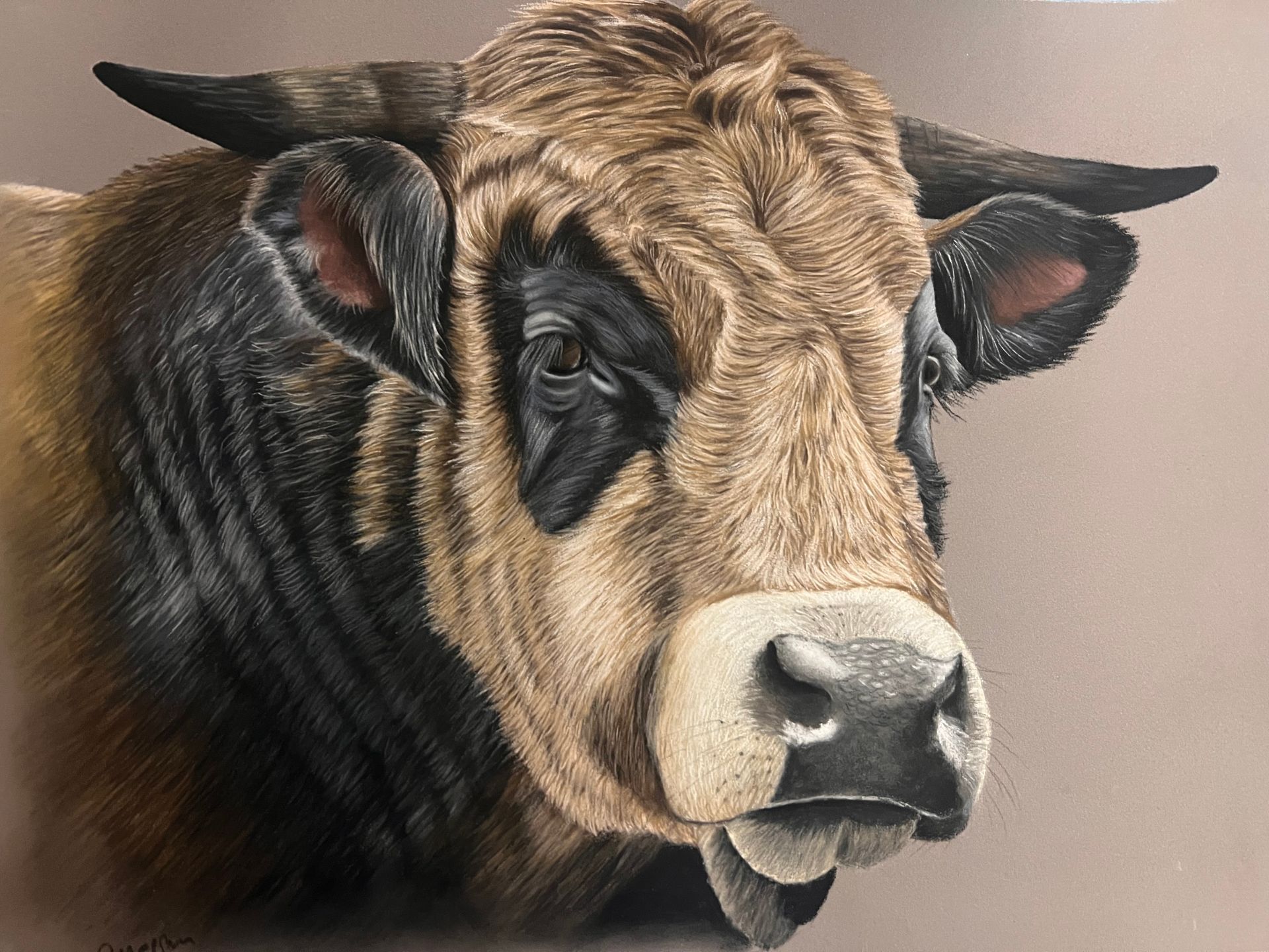 Apprendre à dessiner un taureau  au pastel sec Apprendre à dessiner un taureau au pastel sec