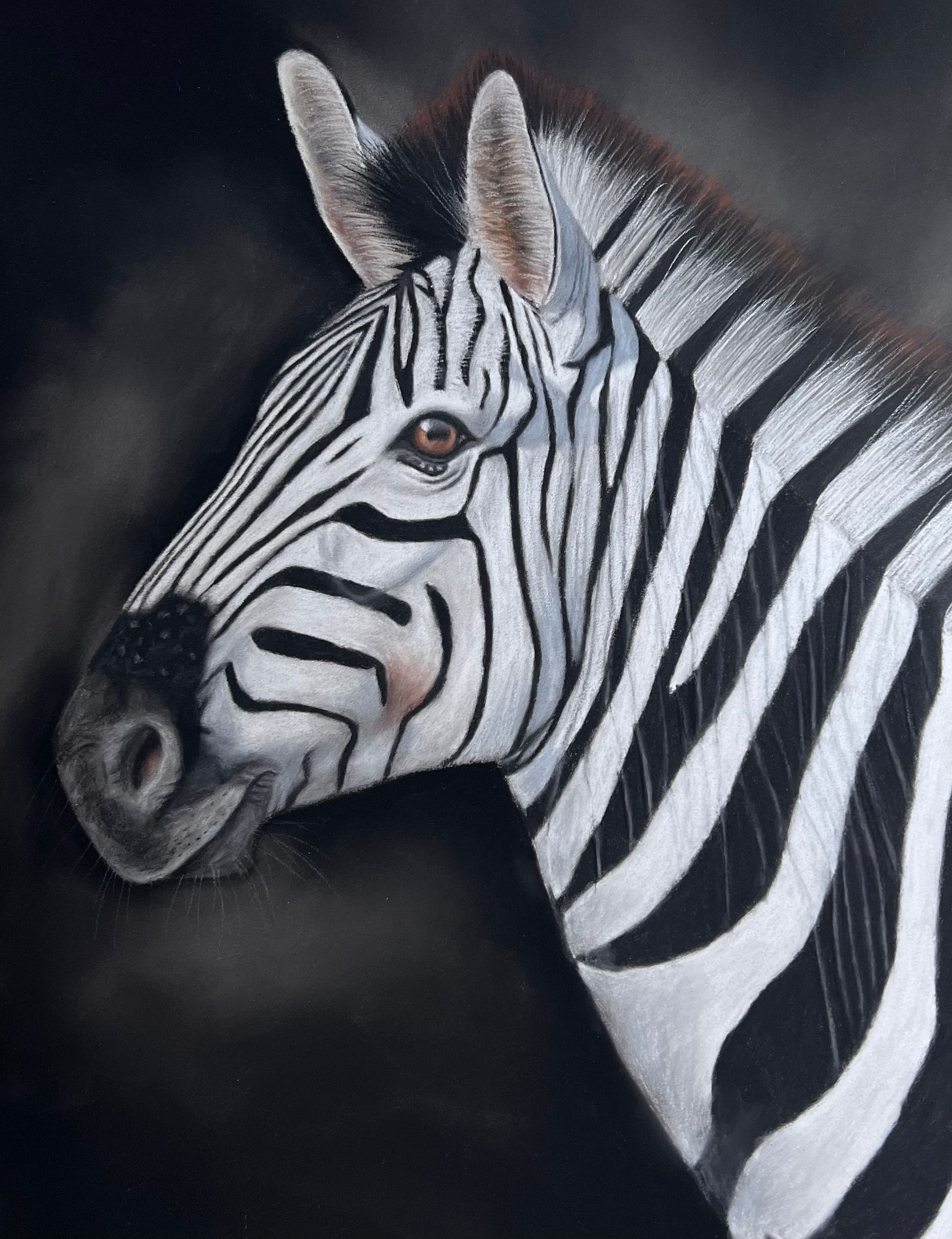 Apprendre à dessiner un cheval gris  au pastel sec Apprendre à dessiner un cheval gris  au pastel sec