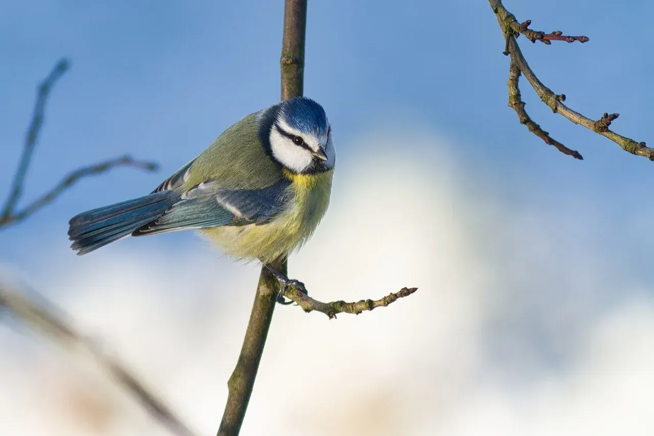 réaliser une mésange à la peinture acrylique  exercice à l'acrylique