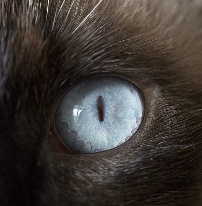 Apprendre à dessiner un chat à poils longs au pastel sec Apprendre à dessiner un chat à poils longs au pastel sec