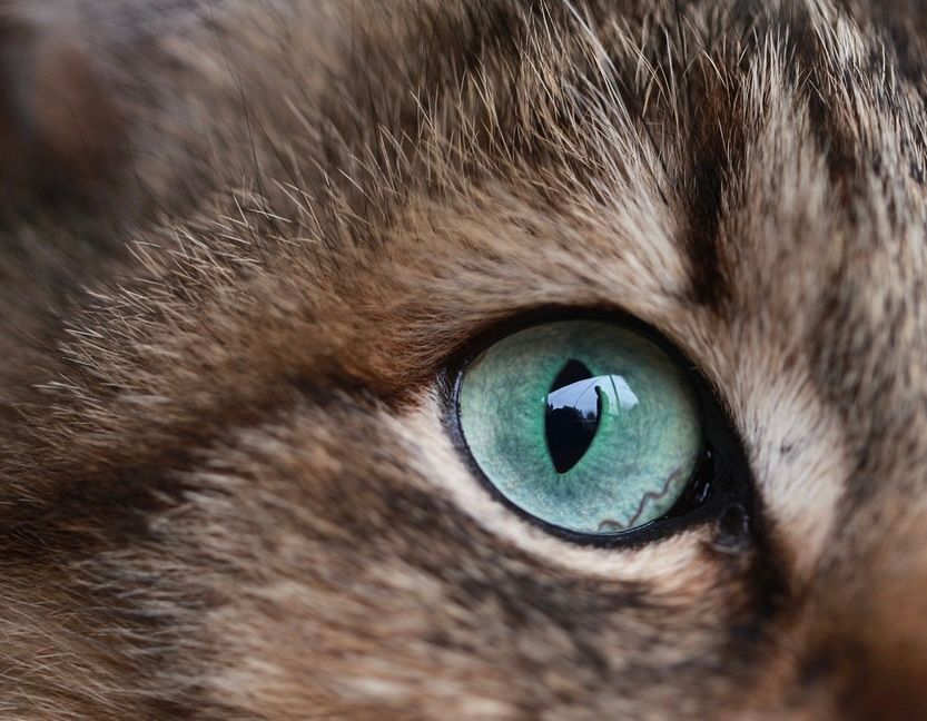 Apprendre à dessiner un chien noir au pastel sec Apprendre à dessiner un chien noir au pastel sec