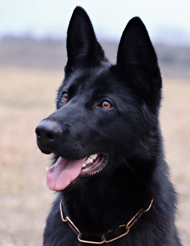 Apprendre à dessiner un chien noir au pastel sec Apprendre à dessiner un chien noir au pastel sec
