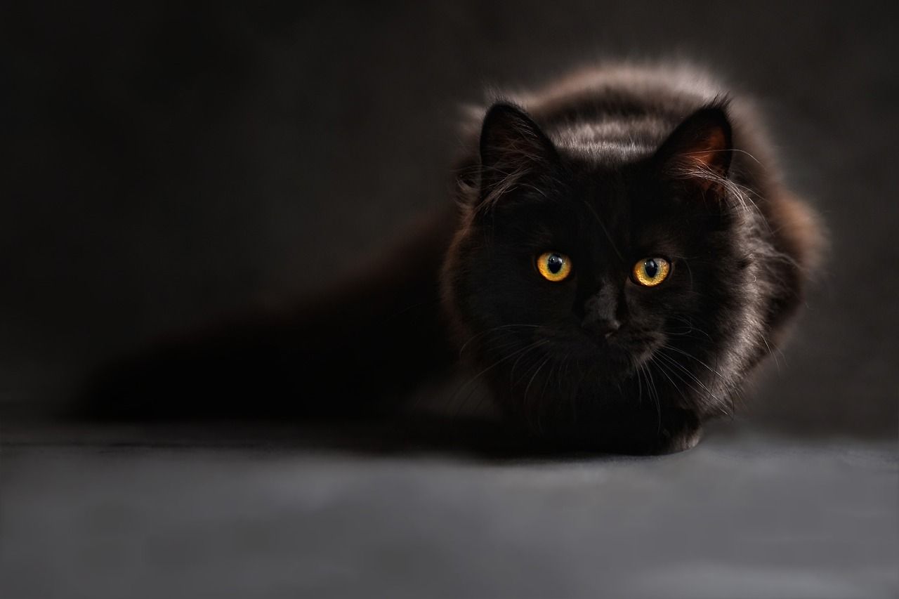Apprendre à dessiner un chat à poils longs au pastel sec Apprendre à dessiner un chat à poils longs au pastel sec