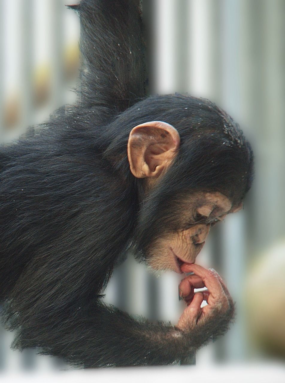 Apprendre à dessiner un chien noir au pastel sec Apprendre à dessiner un chien noir au pastel sec