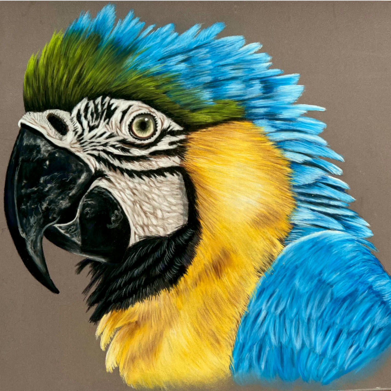 Apprendre à dessiner un perroquet au pastel sec