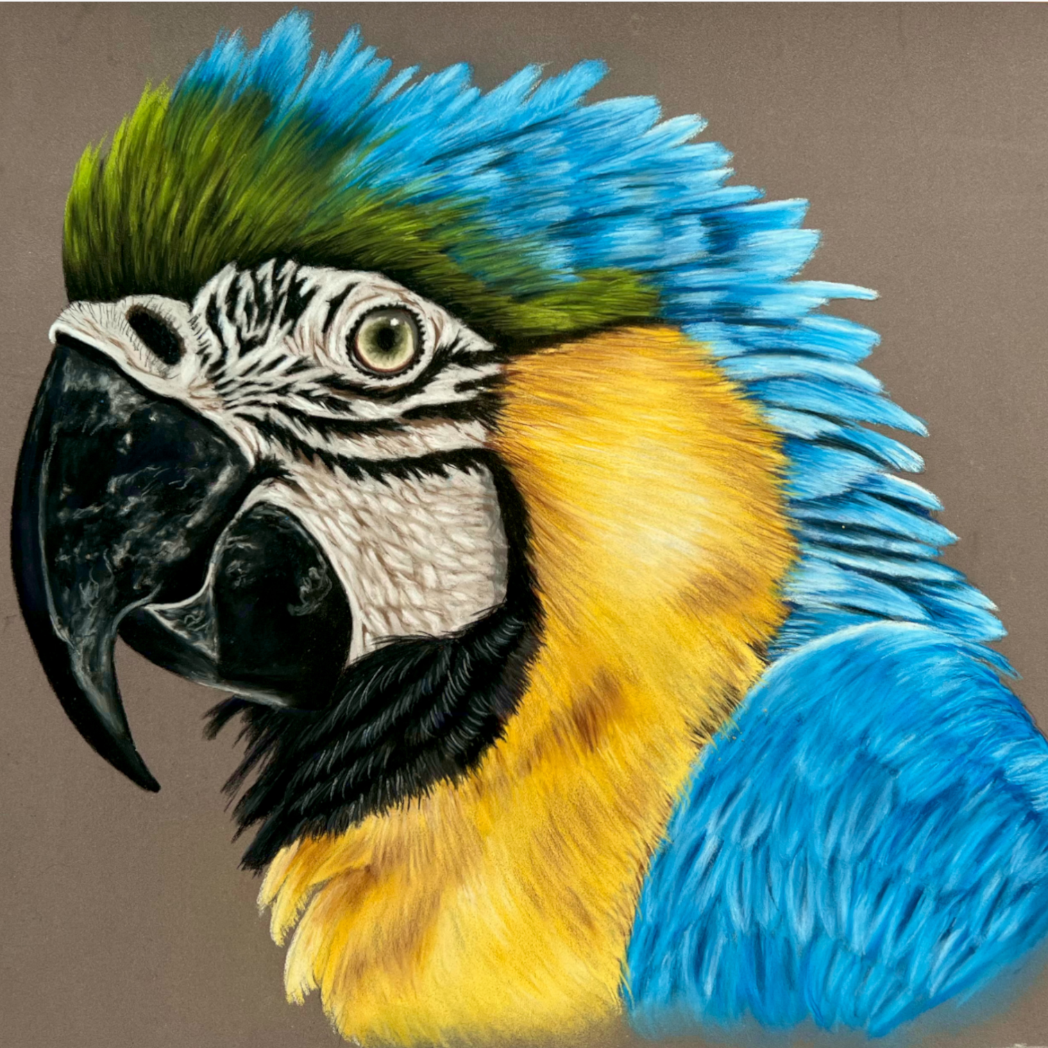 Apprendre à dessiner un perroquet au pastel sec