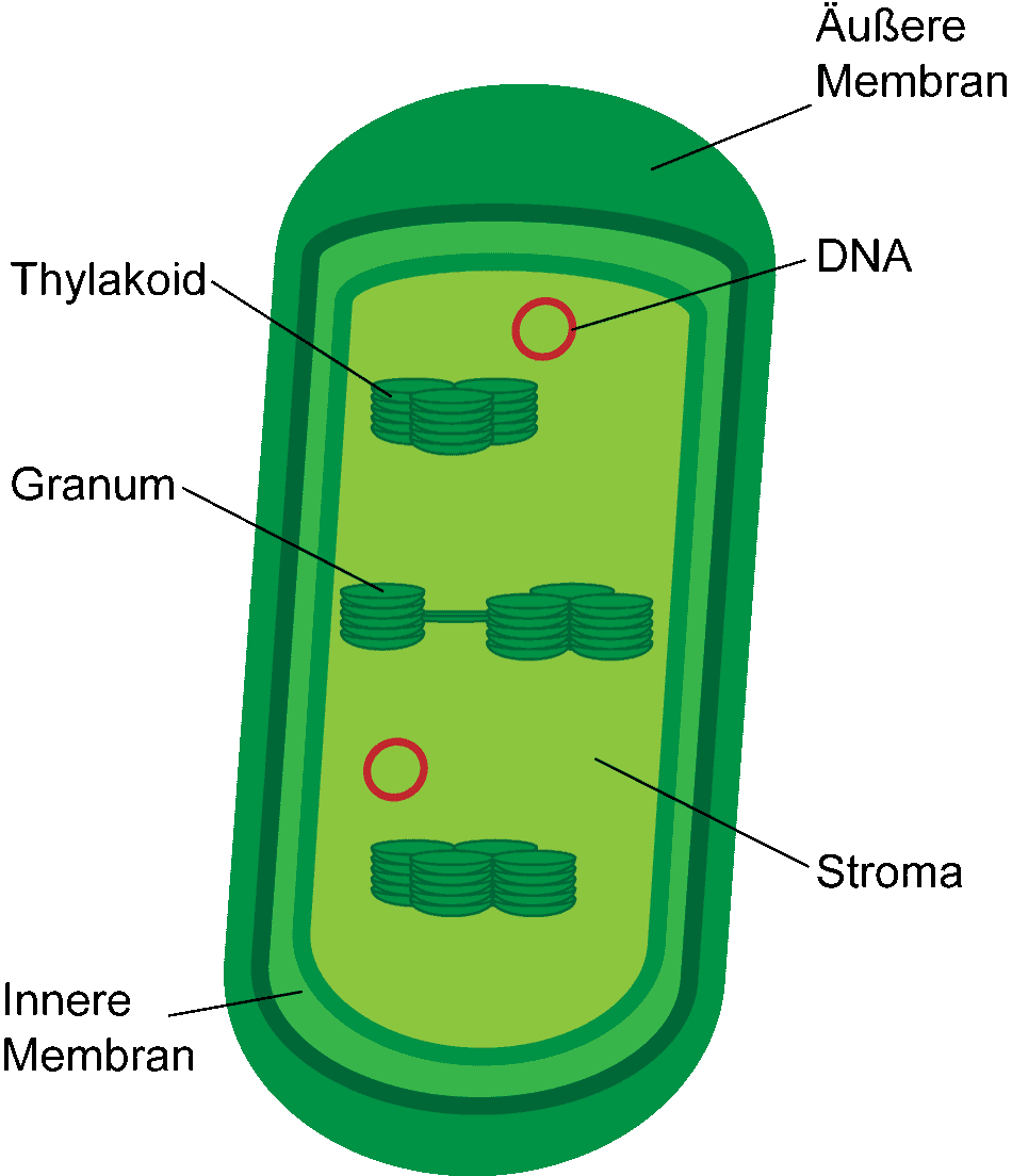 Chloroplast Chloroplast