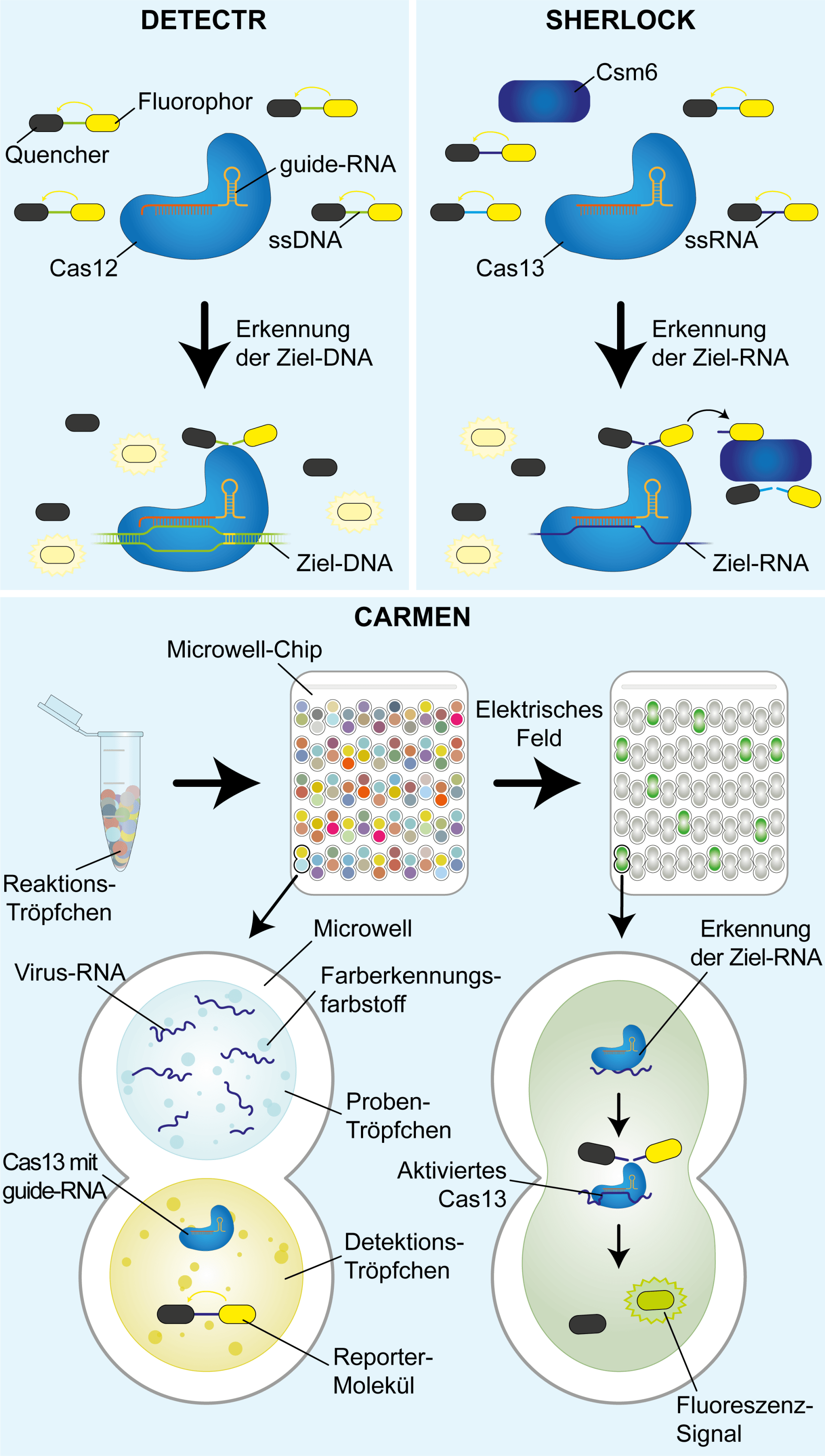 CRISPR/Cas zum Nachweis von Virusinfektionen (CRISPR Diagnostik mit DETECTR, SHERLOCK und CARMEN)