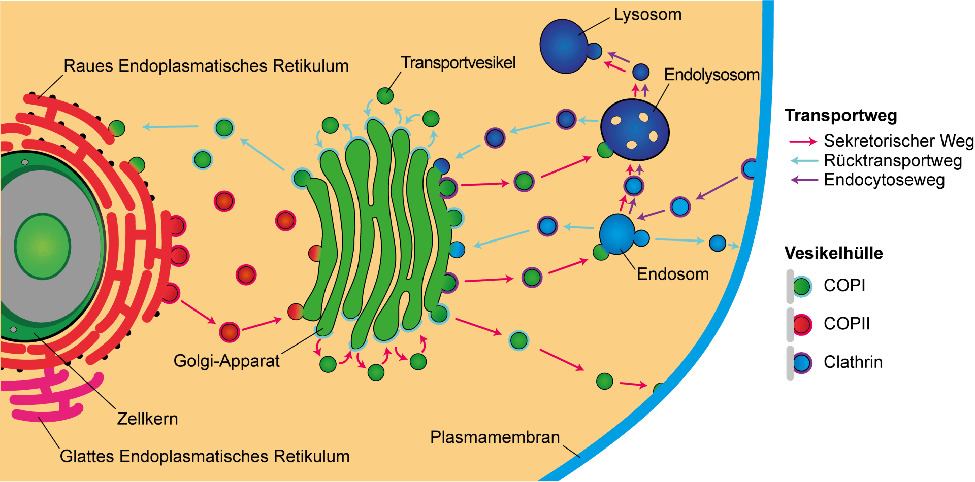 Endomembransystem und Vesikeltransport
