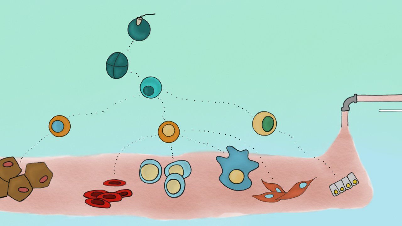 Wie wird In-vitro-Fleisch hergestellt? - Teil 2: Zellkultur, Zelldifferenzierung und Gentechnik