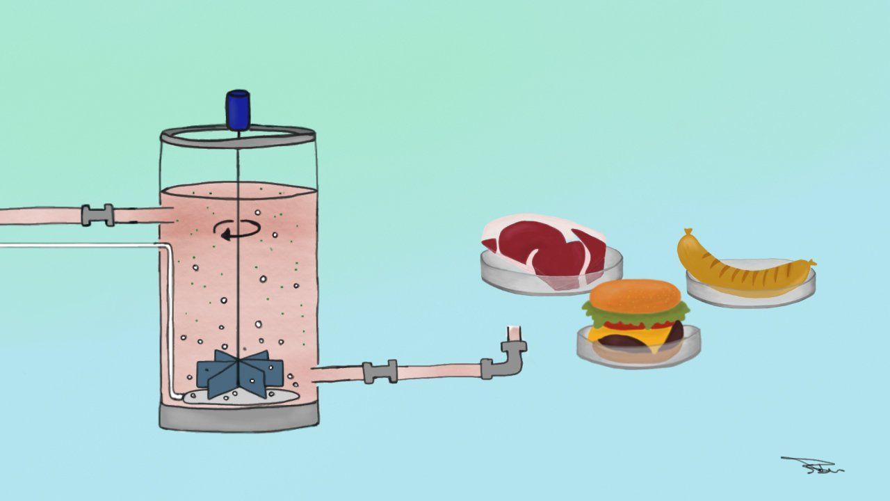 Wie wird In-vitro-Fleisch hergestellt? - Teil 3: Stützstrukturen und Bioreaktoren