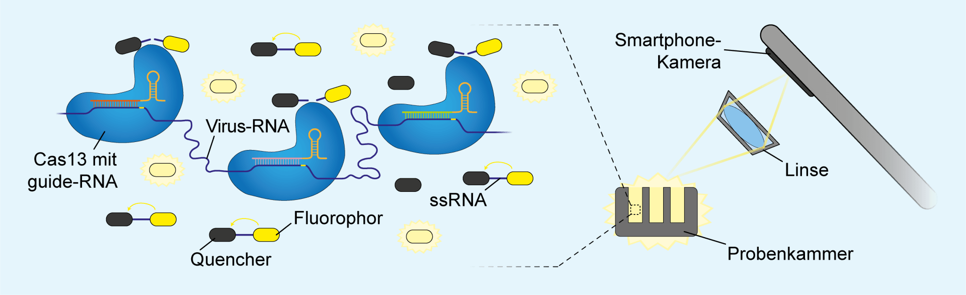 Nachweis einer SARS-CoV-2-Infektion durch CRISPR/Cas13 und Smartphone-Kamera