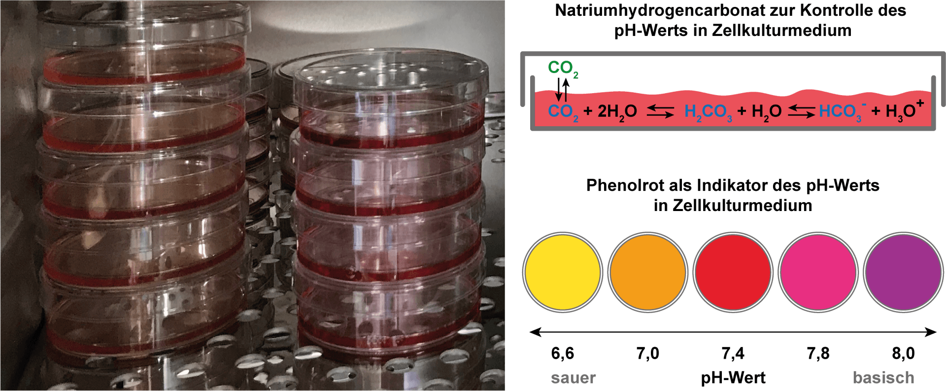 pH-Wert des Zellkulturmediums. Natriumhydrogencarbonat zur Kontrolle des pH-Werts in Zellkulturmedium. Phuenolrot als Indikator des pH-Werts in Zellkulturmedium.