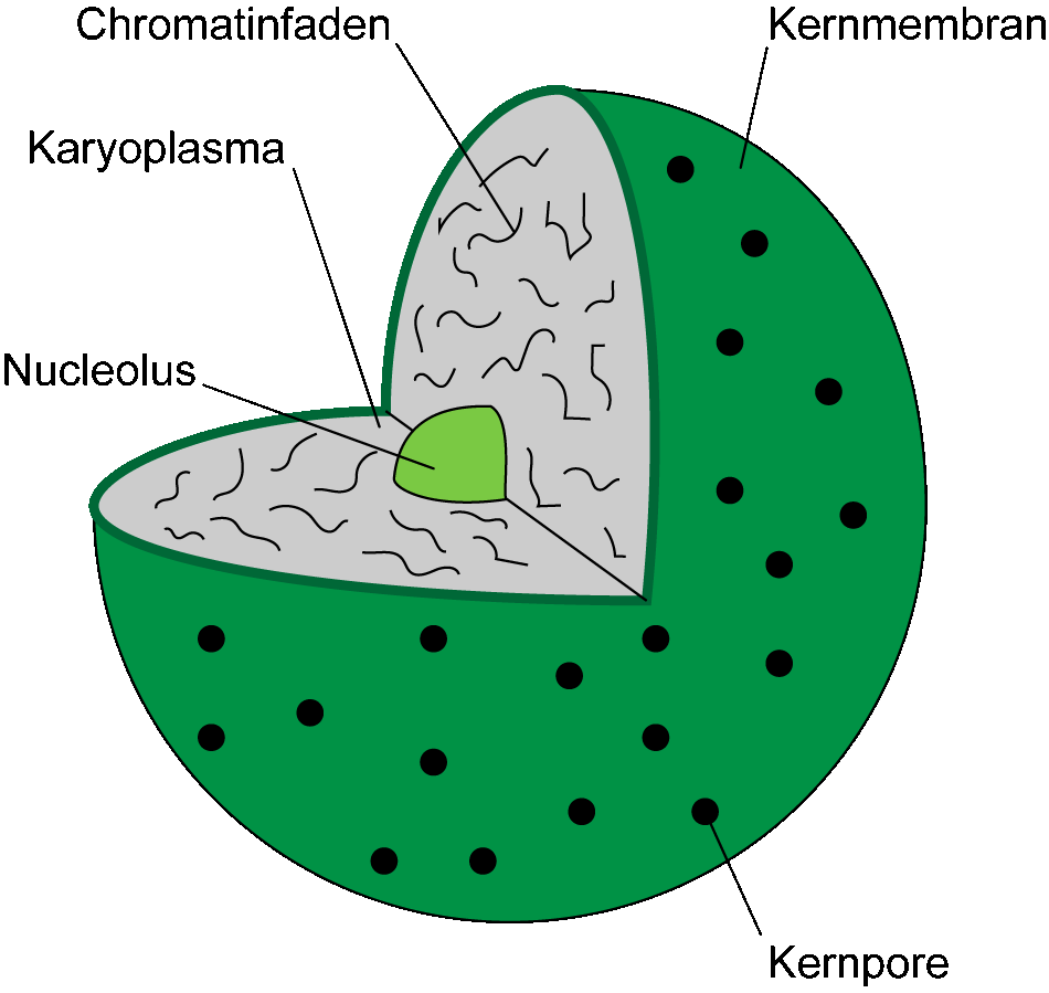 Zellkern Zellkern
