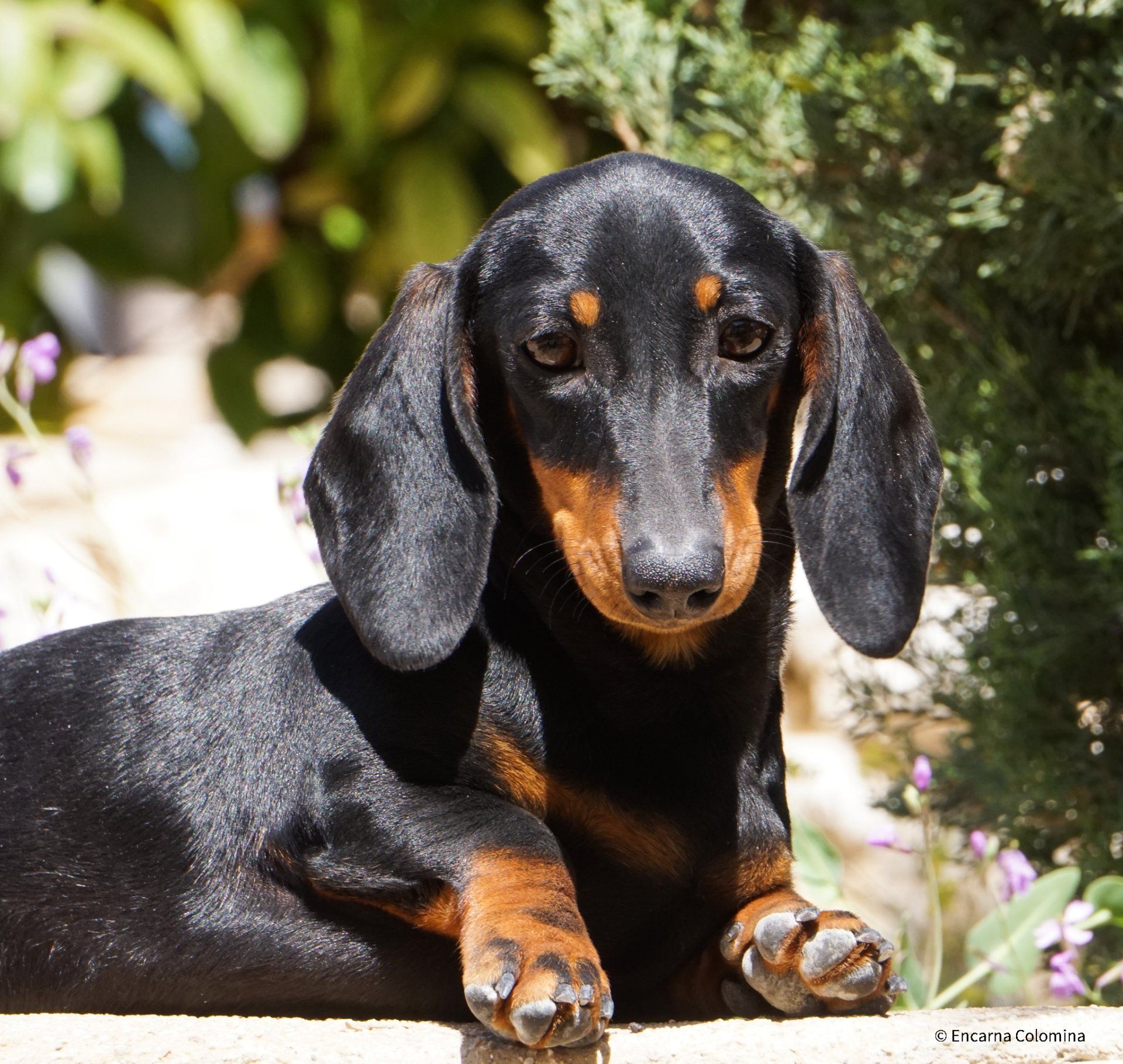 Cachorros pelo largo