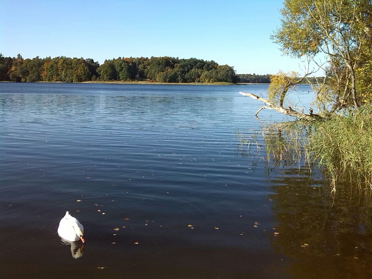 Heilfasten nach Dr. Buchinger