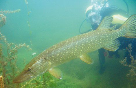 Tauchen lernen im Fühlinger See