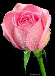 De la Naissance de la Rose