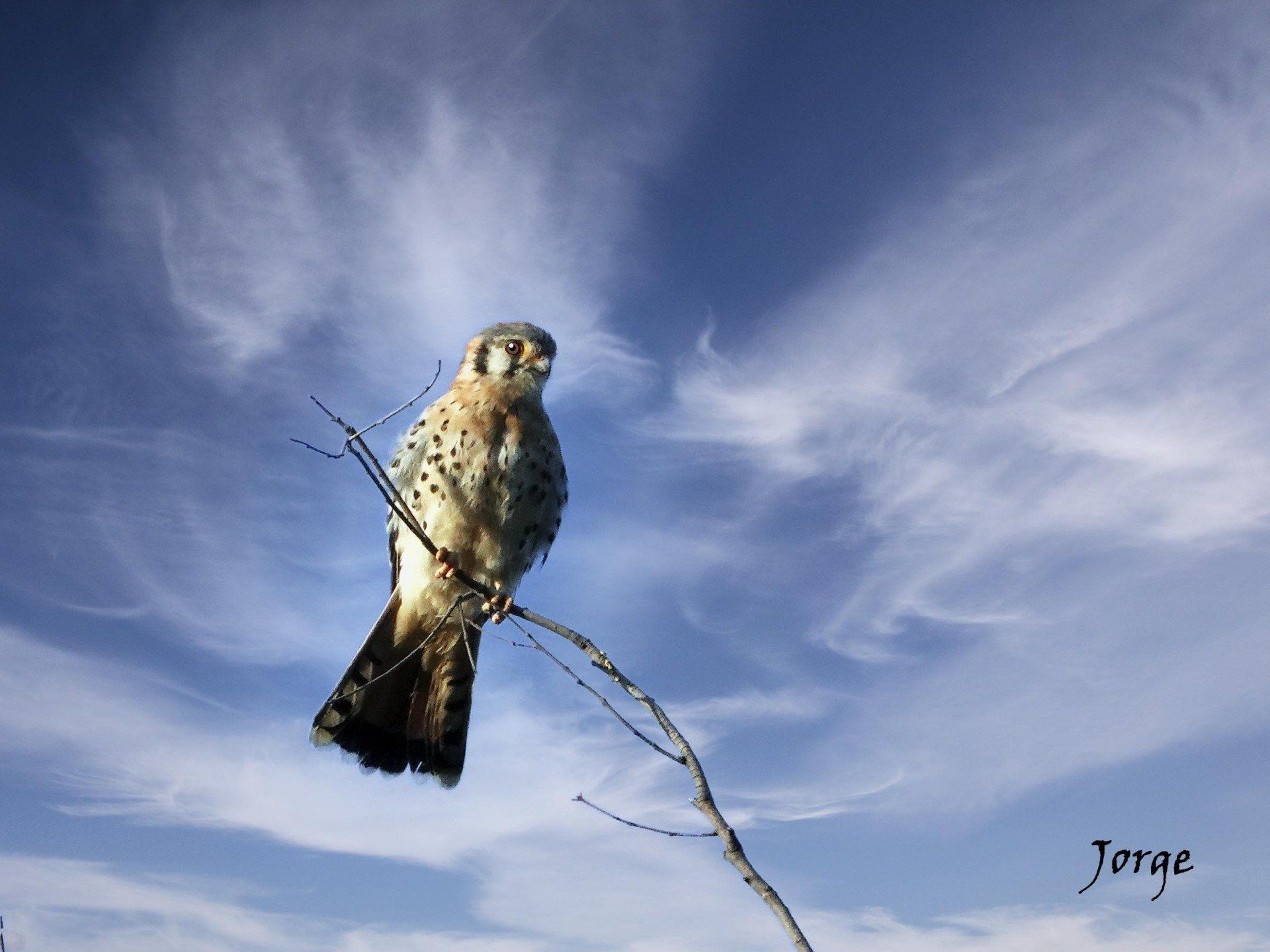Photo of American Kestrel