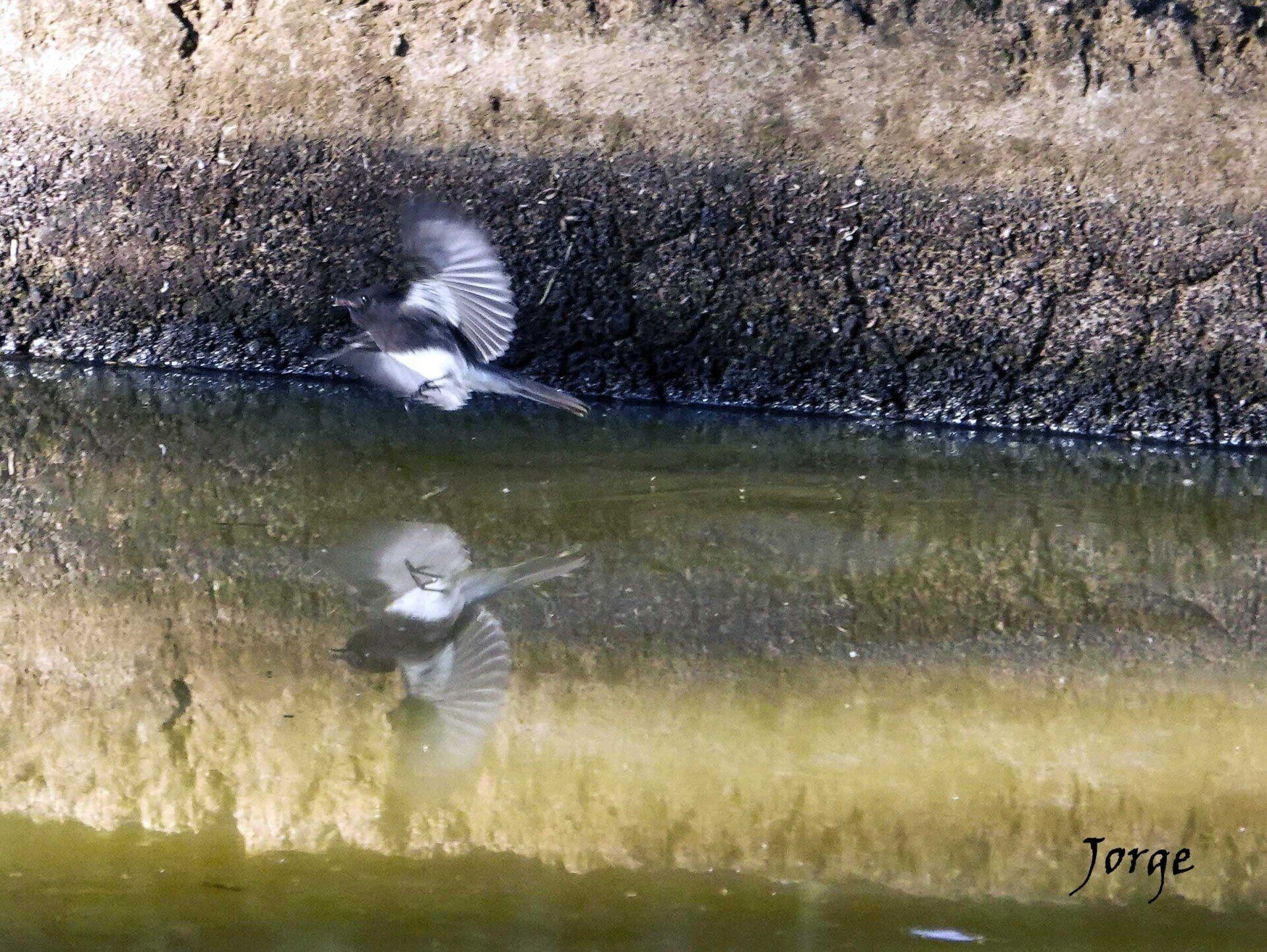 Photograph of Black Phoebe