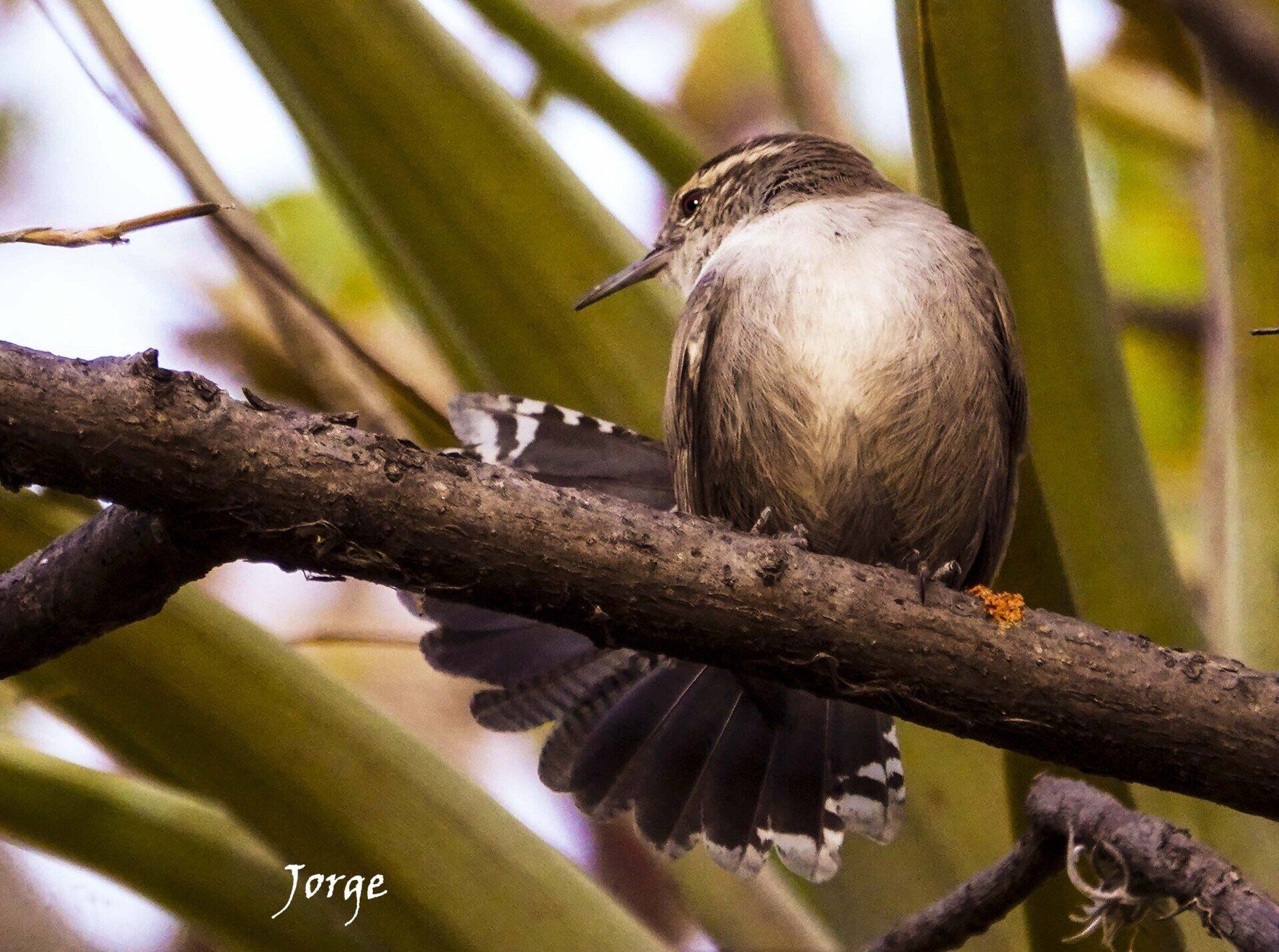 Picture of Bewick's Wren