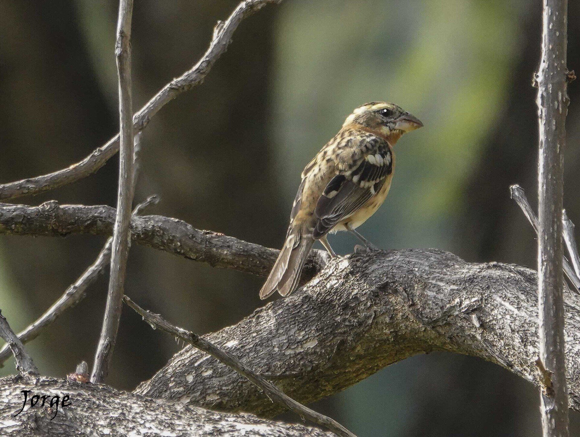 Picture of Black Headed Grosbeak