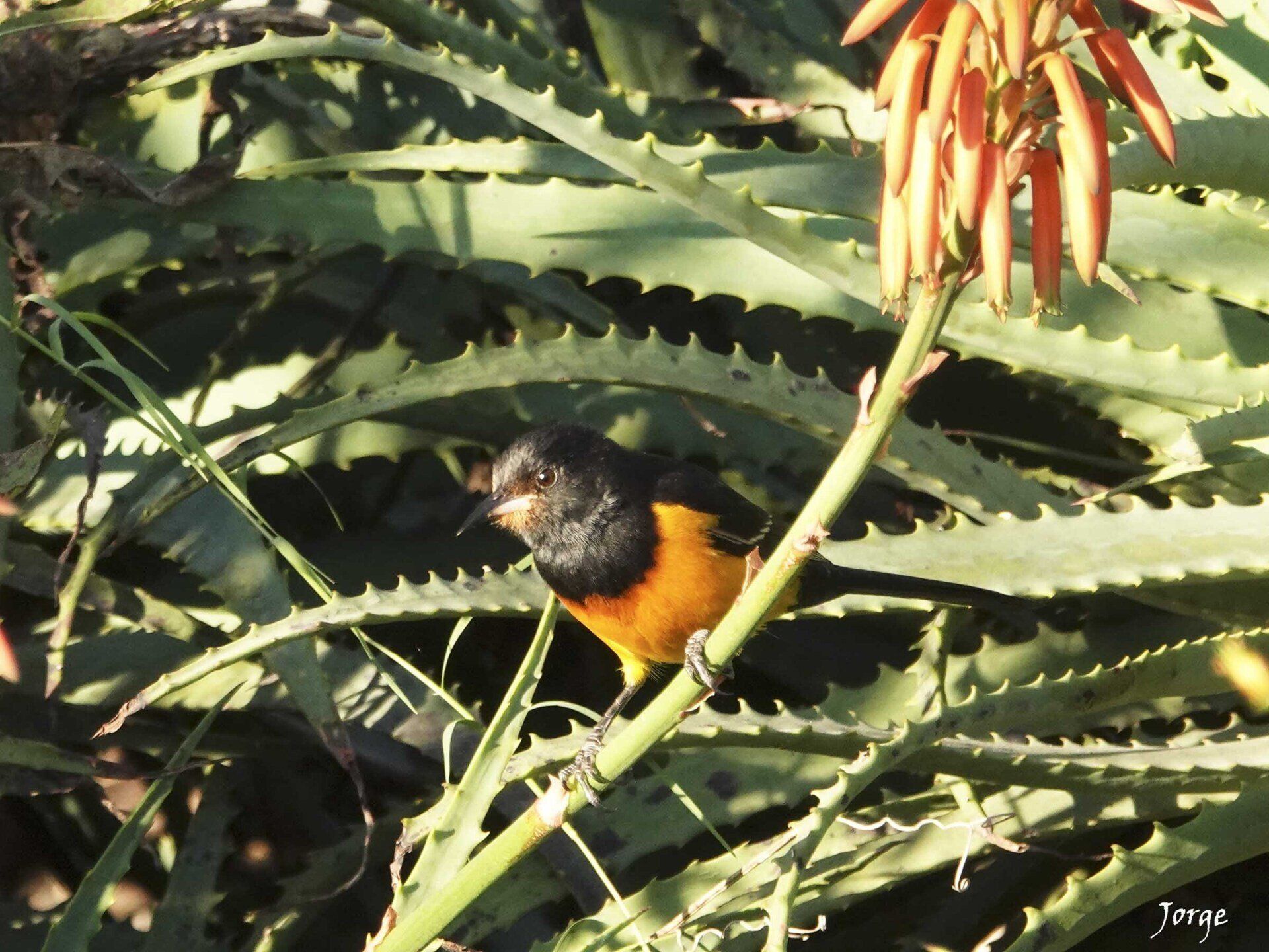Picture of Black Vented Oriole