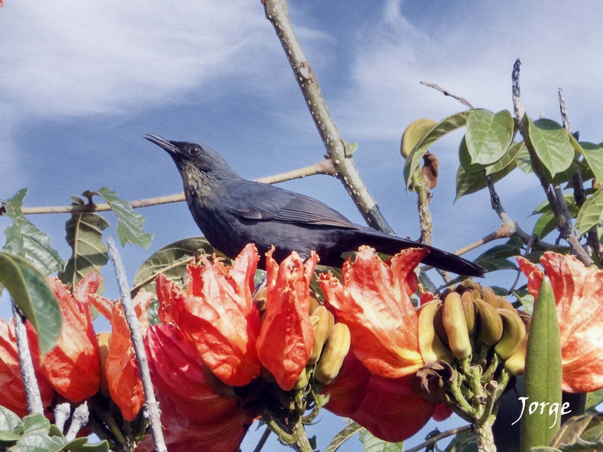 Photograph of Blue Mockingbird