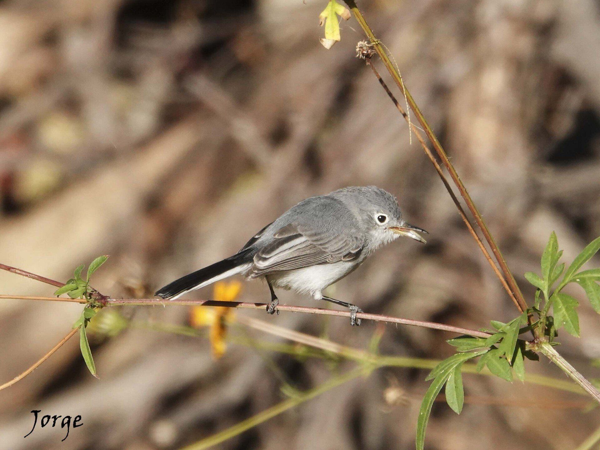 Picture of Blue Gray Gnatcatcher