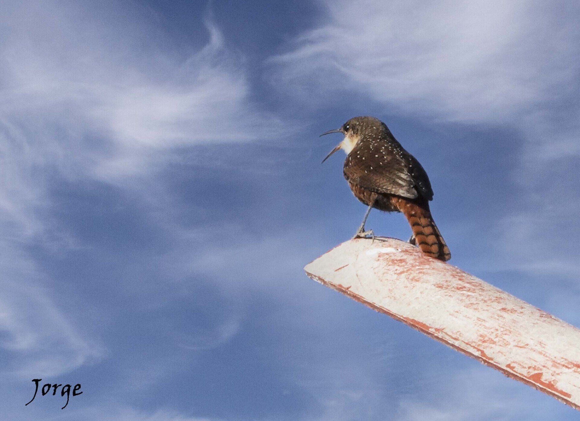 Photograph of Canyon Wren