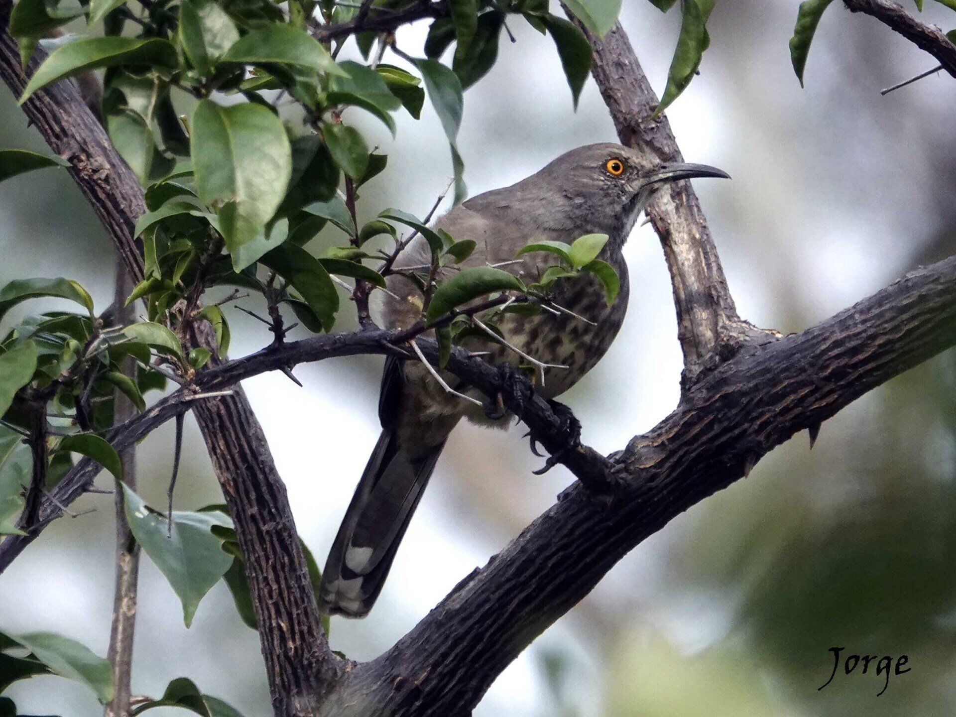Photograph of Curve Billed Thrasher