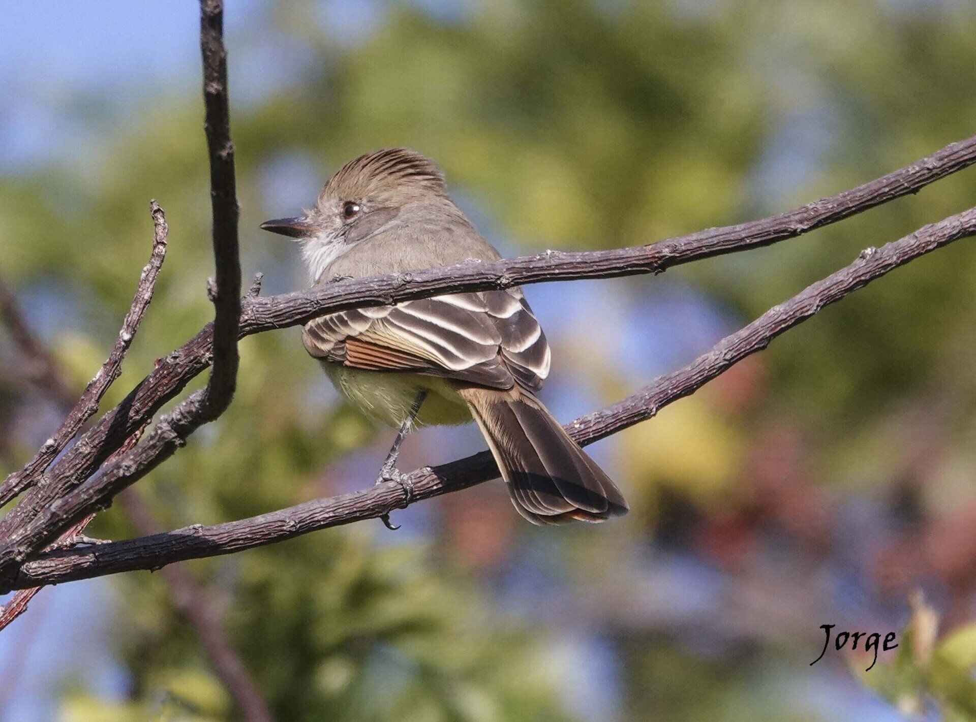 Photo of Flycatcher