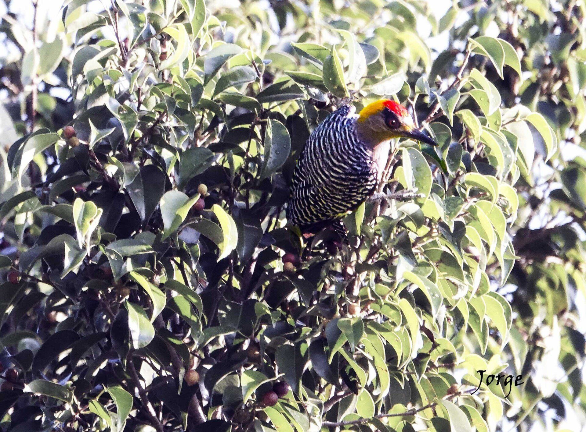 Photograph of Golden Cheeked Woodpecker