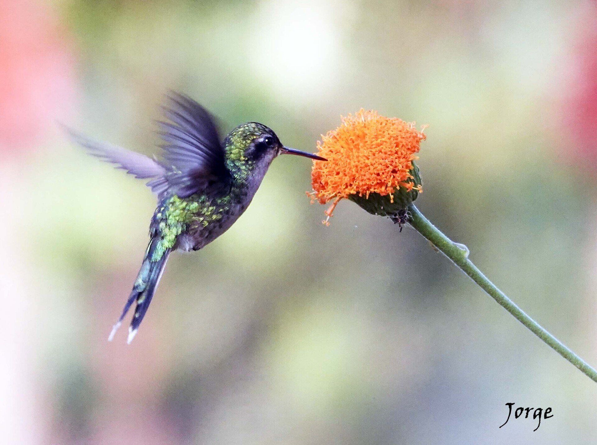 Photograph of Golden Crowned Emerald Hummingbird