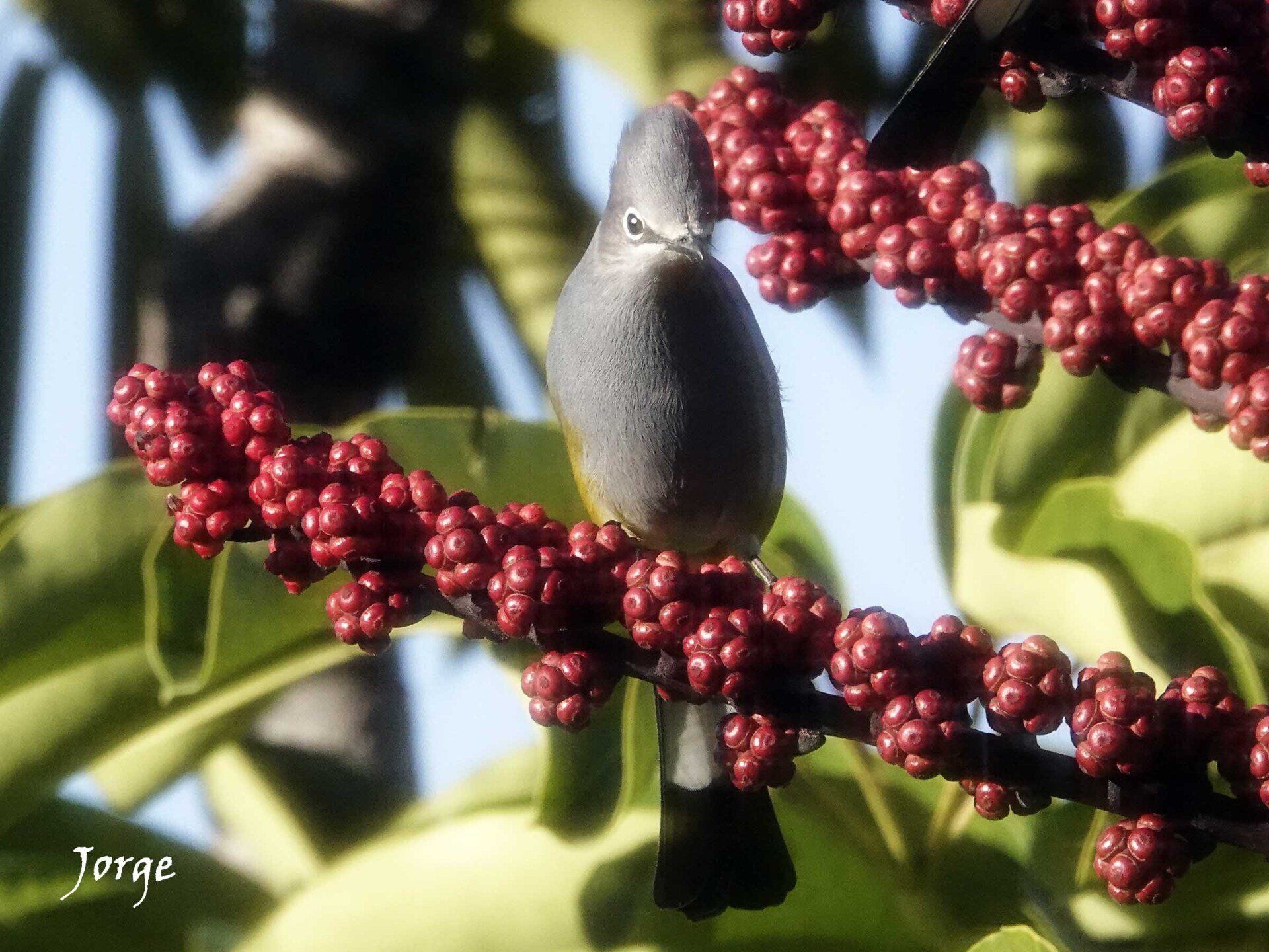 Photo of Gray Silky Flycatcher