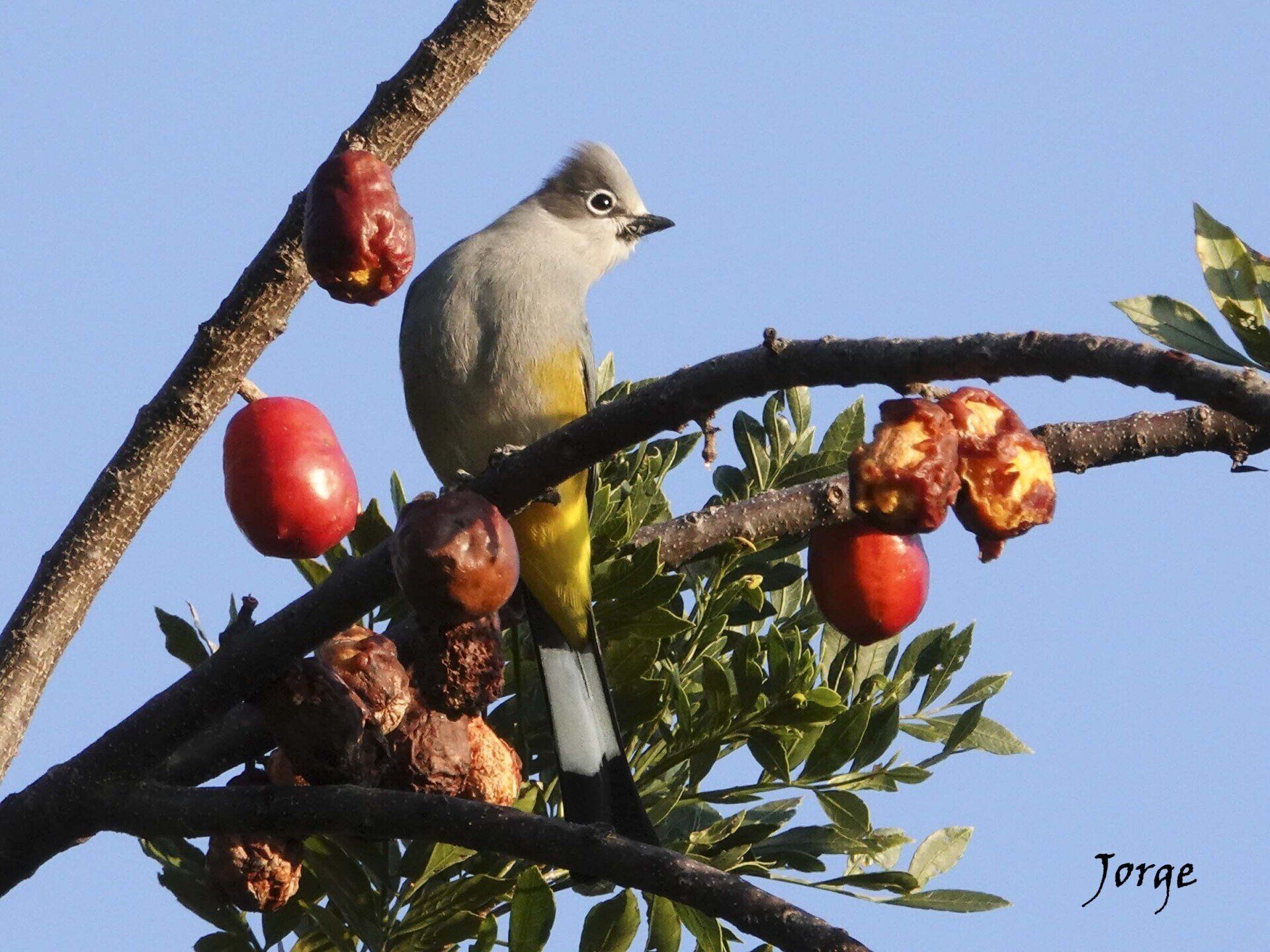 Photo of Gray Silky Flycatcher