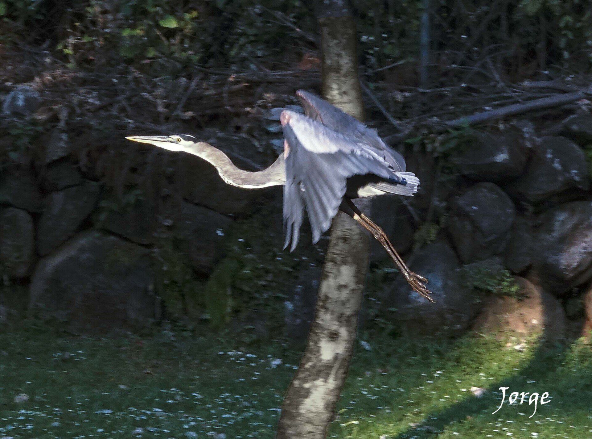 Picture of Great Blue Heron