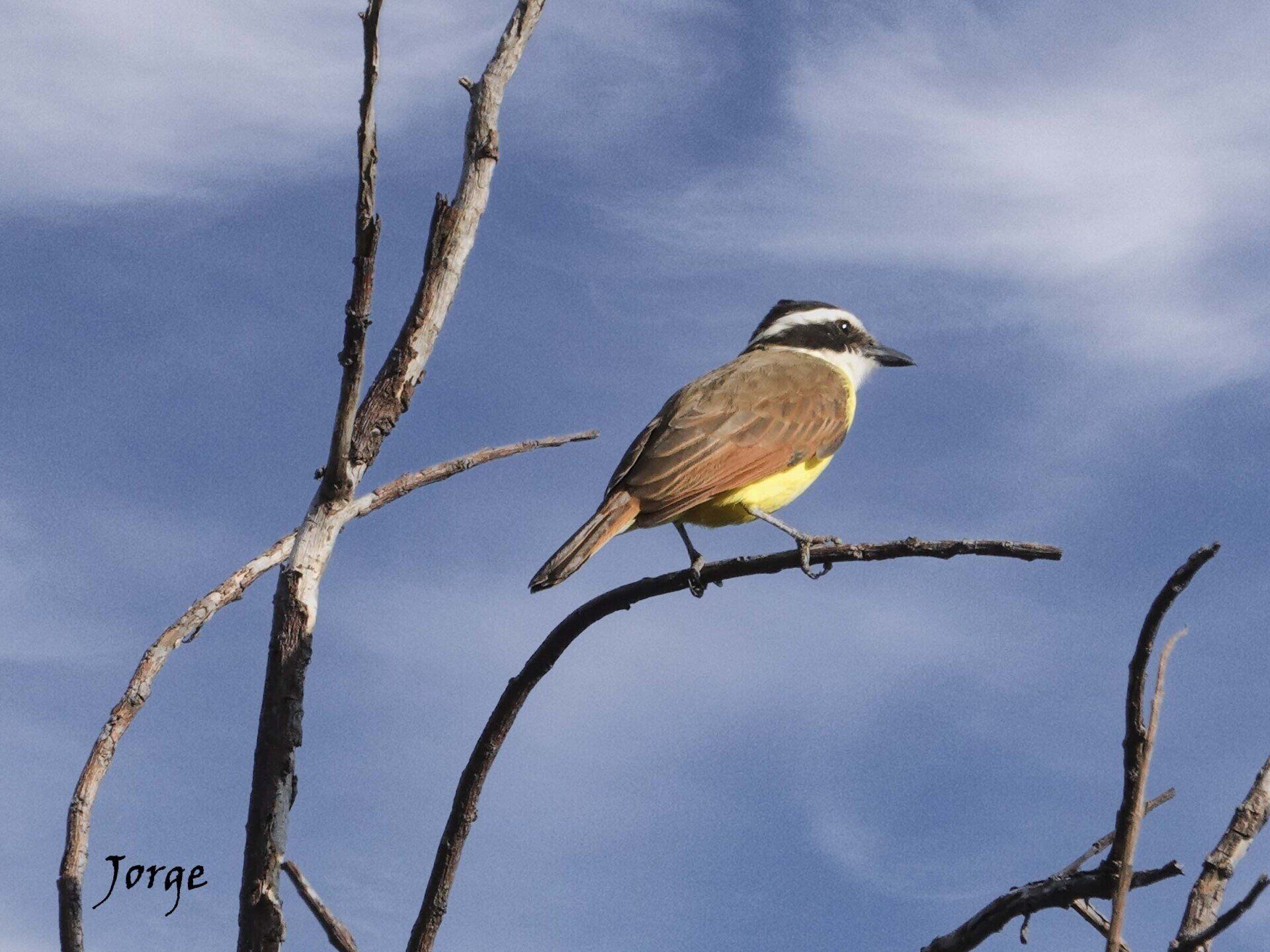 Photo of Great Kiskadee