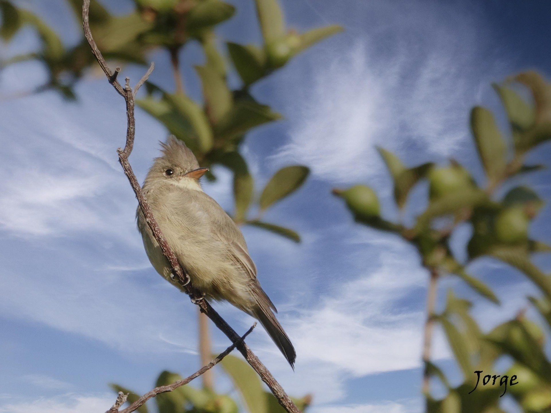 Photo of Greater Pewee or Related Flycatcher