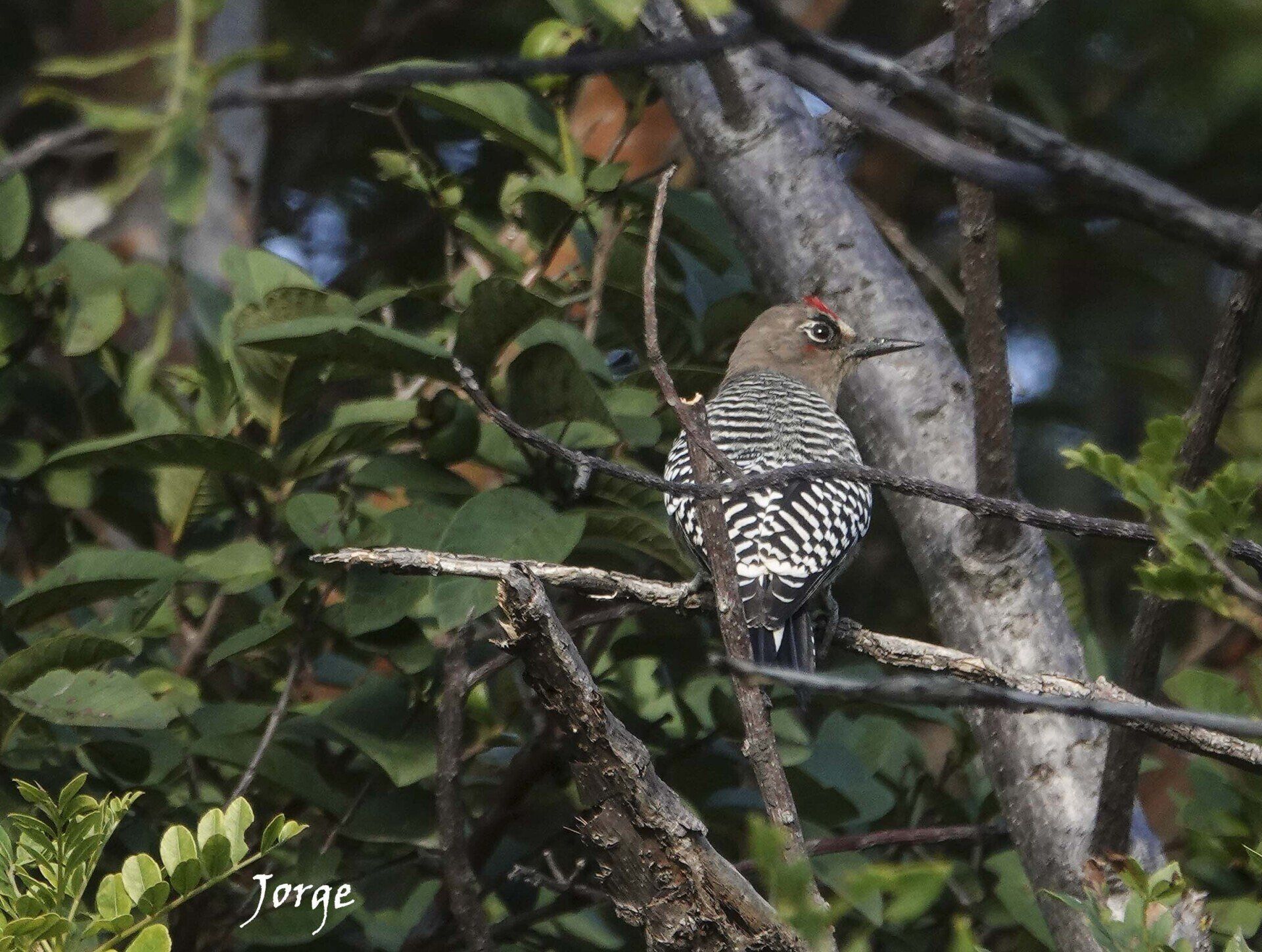 Photo of Gray Breasted Woodpecker