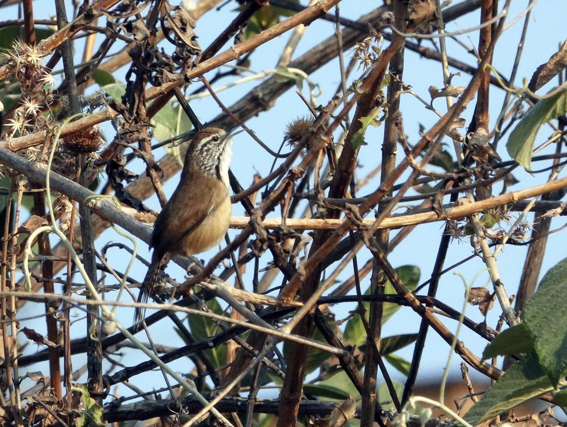 Picture of Vermilion Flycatcher