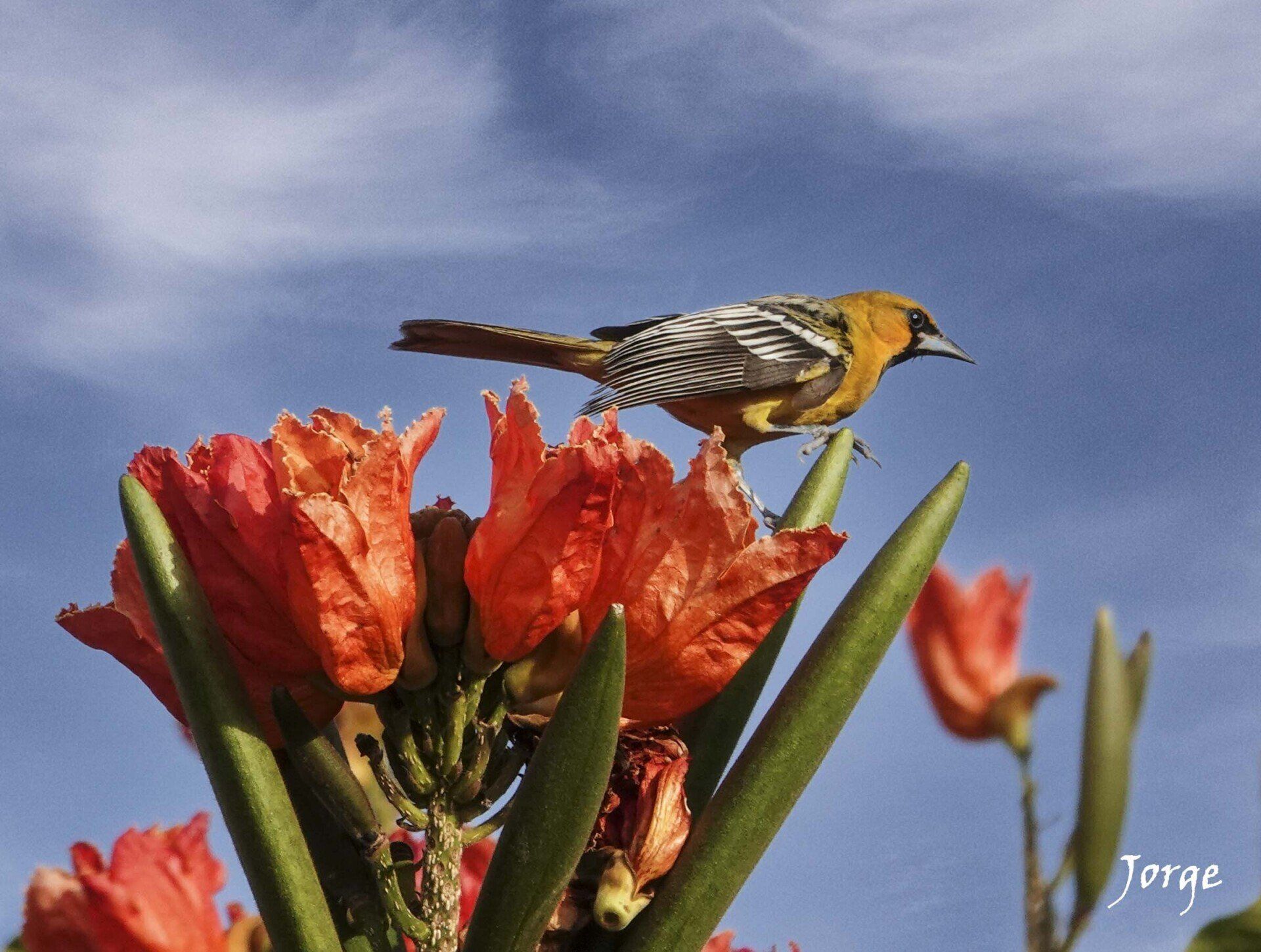 Photo of Hooded Oriole